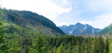 Dağ manzaralı orman manzarası Polonya Zakopane