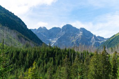 Dağ manzaralı orman manzarası Polonya Zakopane