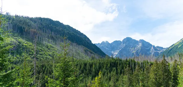 Dağ manzaralı orman manzarası Polonya Zakopane