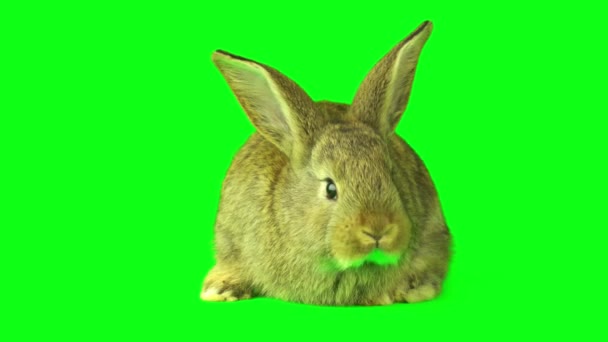 Liebre Conejo Conjunto Pantalla Fondo Verde — Vídeo de stock