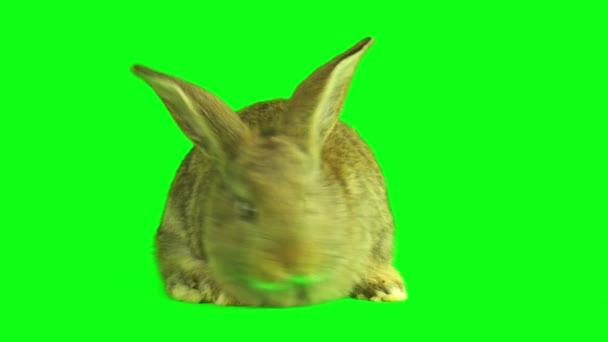 ウサギのウサギは緑の背景スクリーンに置きました — ストック動画