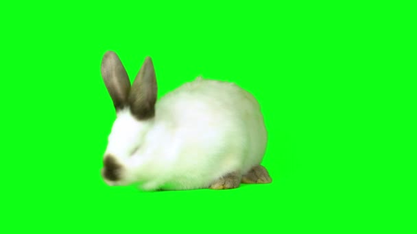 Lepre Coniglio Impostato Sullo Schermo Sfondo Verde — Video Stock