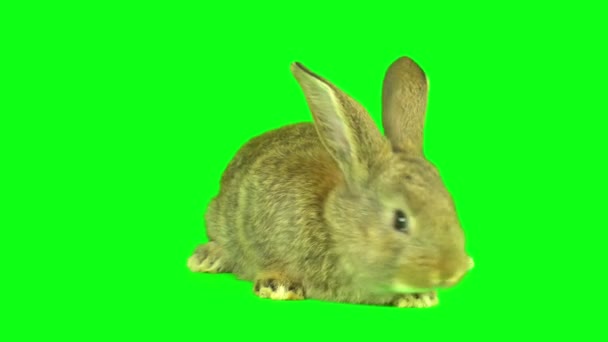 兔子设置在绿色背景屏幕上 — 图库视频影像