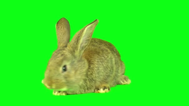 Hasenkaninchen Auf Grünem Hintergrund — Stockvideo