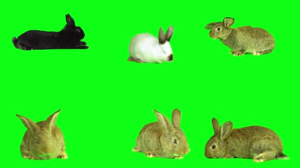 Hasenkaninchen Auf Grünem Hintergrund — Stockvideo