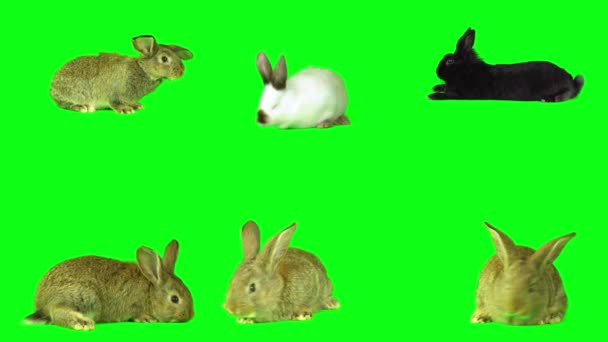 Hare Kanin Som Grön Bakgrund Skärm — Stockvideo