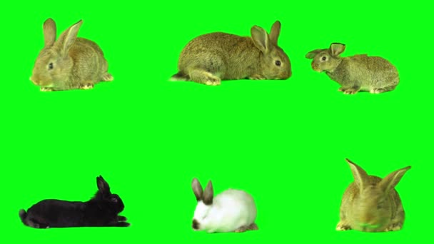 Liebre Conejo Conjunto Pantalla Fondo Verde — Vídeos de Stock