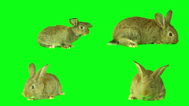 兔子设置在绿色背景屏幕上 — 图库视频影像