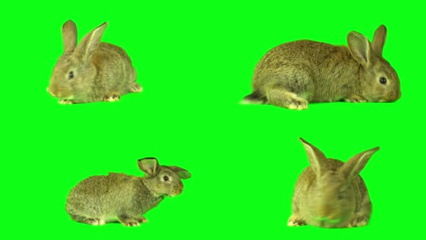 Lepre Coniglio Impostato Sullo Schermo Sfondo Verde — Video Stock
