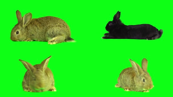 Hare Kanin Som Grön Bakgrund Skärm — Stockvideo