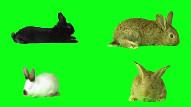 ウサギのウサギは緑の背景スクリーンに置きました — ストック動画