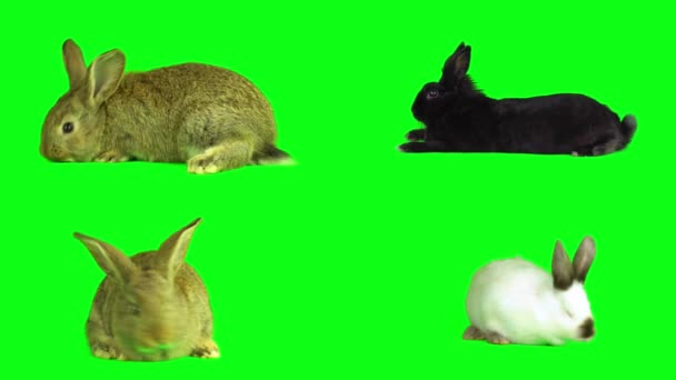 Hare Rabbit Set Green Background Screen — Stock Video