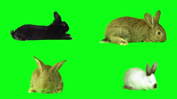 Liebre Conejo Conjunto Pantalla Fondo Verde — Vídeos de Stock