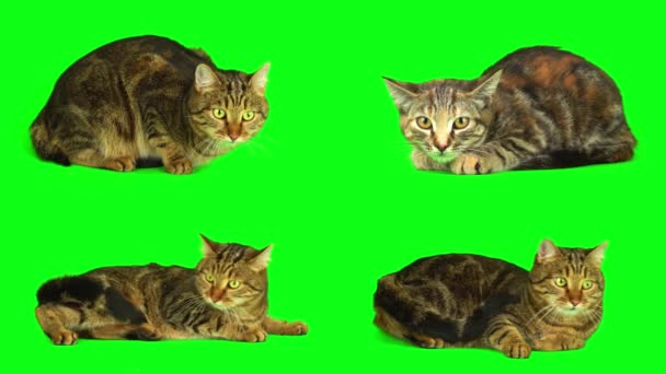 Kedi Yavrusu Yeşil Arkaplan Ekranına Ayarlandı — Stok video