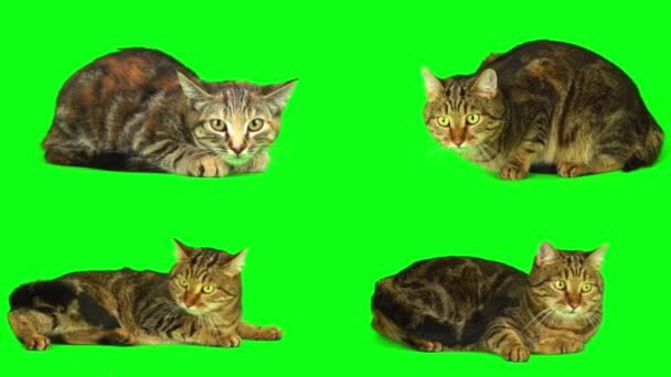 Gato Gatito Conjunto Verde Fondo Pantalla — Vídeos de Stock