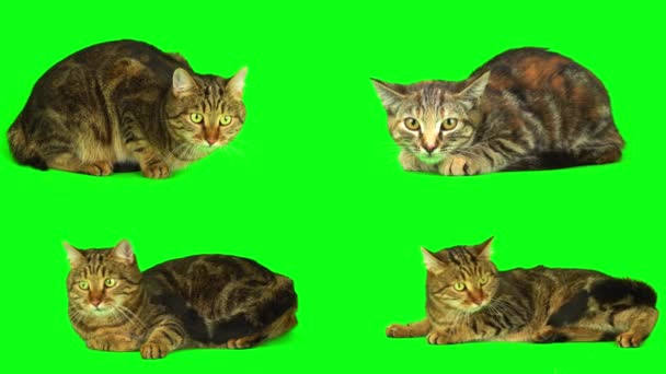 Kot Kotek Zestaw Zielonym Tle Ekran — Wideo stockowe