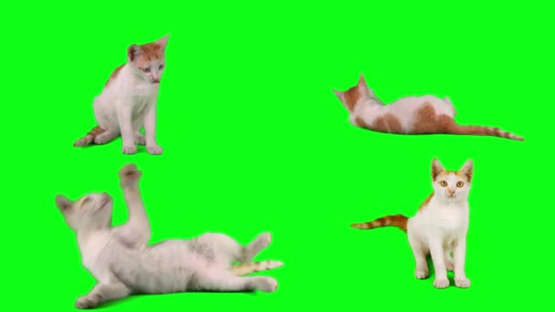 Kat Kitten Set Groene Achtergrond Scherm — Stockvideo