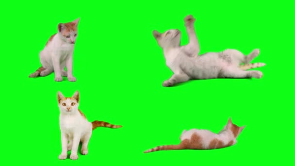 Cat Kitten Set Green Background Screen — Stock Video
