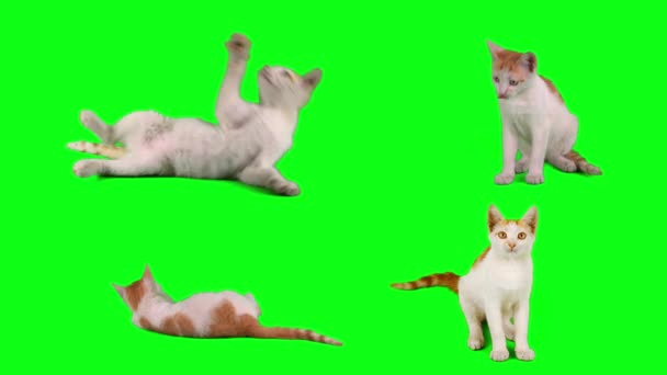 Γάτα Γατάκι Που Πράσινο Φόντο Οθόνη — Αρχείο Βίντεο