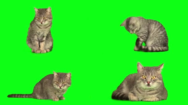 Gato Gatito Conjunto Verde Fondo Pantalla — Vídeo de stock