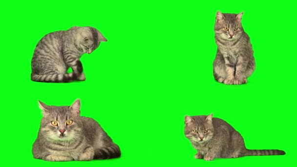 Kedi Yavrusu Yeşil Arkaplan Ekranına Ayarlandı — Stok video