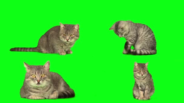 Macska Cica Készlet Zöld Háttér Képernyõ — Stock videók