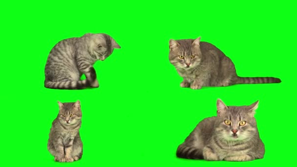 Kočka Koťátko Nastavit Zeleném Pozadí Obrazovky — Stock video