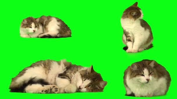 Γάτα Γατάκι Που Πράσινο Φόντο Οθόνη — Αρχείο Βίντεο