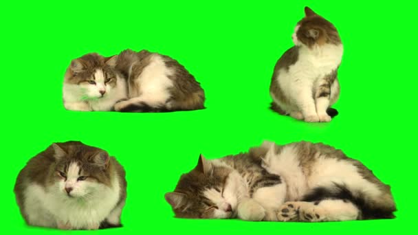 Kot Kotek Zestaw Zielonym Tle Ekran — Wideo stockowe
