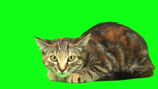 Gato Gatito Verde Fondo Pantalla — Vídeos de Stock