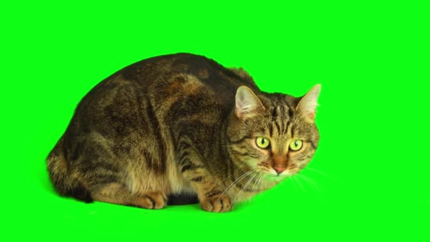 Kot Kotek Zielonym Tle Ekran — Wideo stockowe