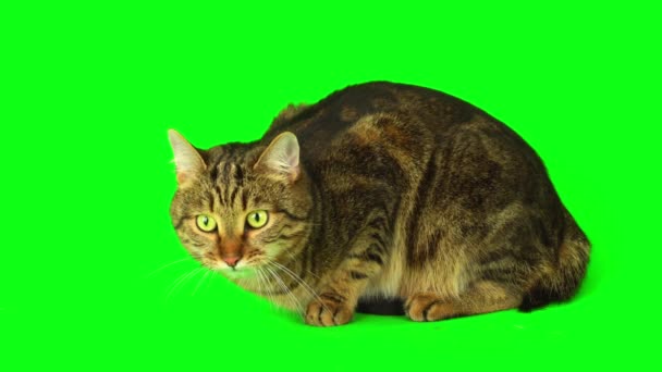 Macska Cica Zöld Háttér Képernyõ — Stock videók