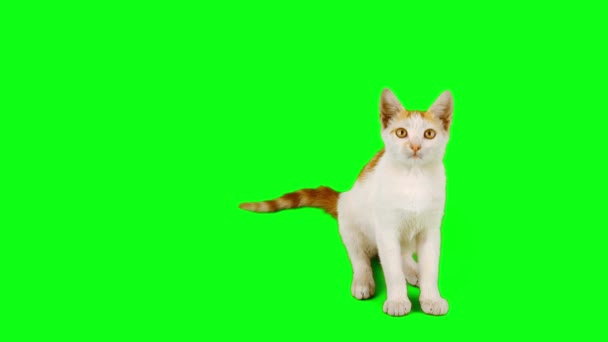 Kedi Yavrusu Yeşil Arka Plan Ekranında — Stok video