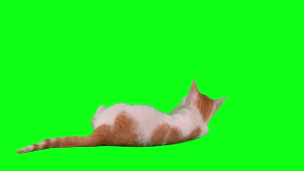 Gato Gatito Verde Fondo Pantalla — Vídeo de stock