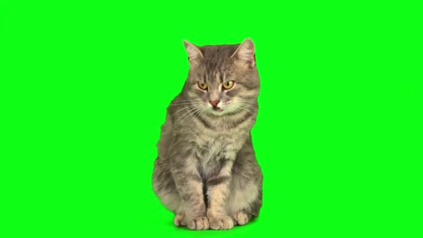 Cat Kitten Green Background Screen — Stock Video