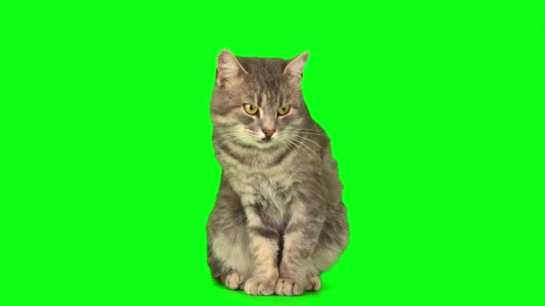 Macska Cica Zöld Háttér Képernyõ — Stock videók