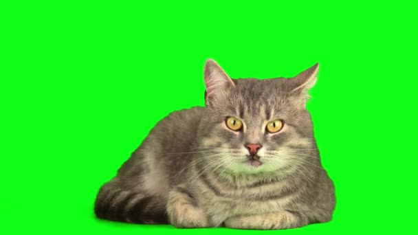 Cat Kitten Green Background Screen — Stock Video