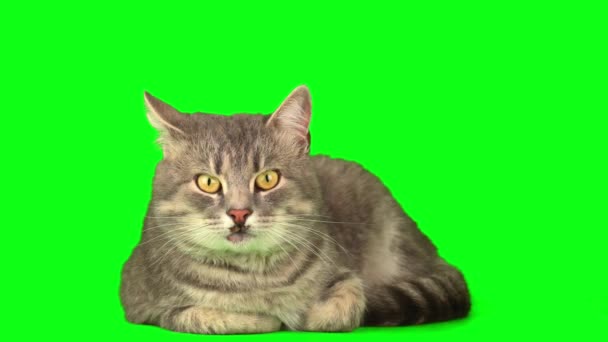 Γάτα Γατάκι Μια Πράσινη Οθόνη Φόντου — Αρχείο Βίντεο