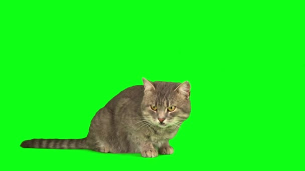 Γάτα Γατάκι Μια Πράσινη Οθόνη Φόντου — Αρχείο Βίντεο