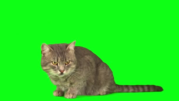 화면에 고양이 고양이 고양이 — 비디오