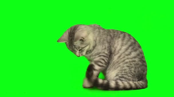 Gatto Gattino Uno Schermo Sfondo Verde — Video Stock