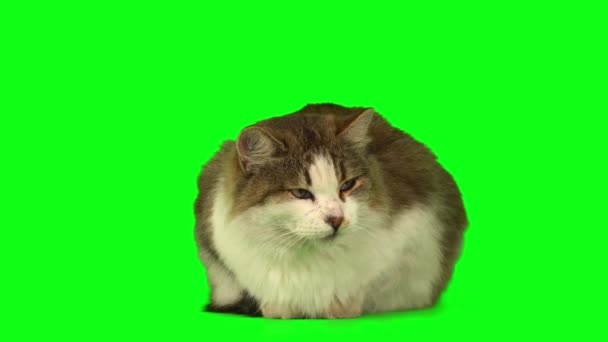 Kedi Yavrusu Yeşil Arka Plan Ekranında — Stok video