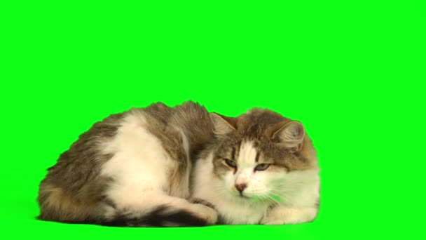 Kot Kotek Zielonym Tle Ekran — Wideo stockowe