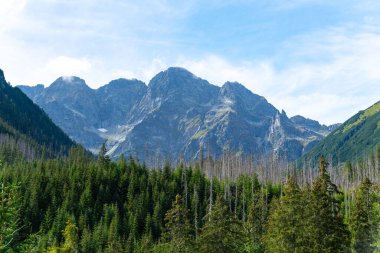 Dağ manzaralı orman manzarası Polonya Zakopane