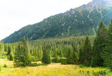 Dağ manzaralı orman manzarası Polonya Zakopane