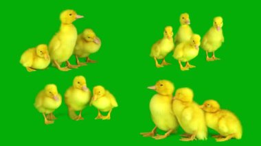 Ördek yavruları yeşil arka plan ekranına ayarlandı