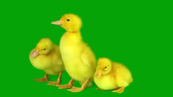 Ducklings Set Green Background Screen — Stock Video