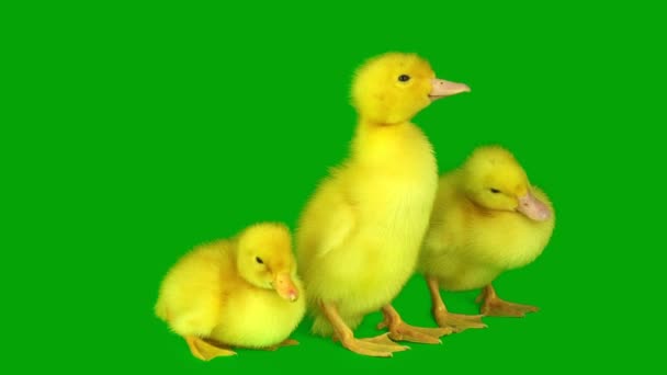 在绿色背景屏幕上设置的小鸭 — 图库视频影像