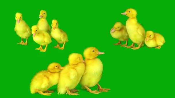 Ducklings Set Green Background Screen — Stock Video