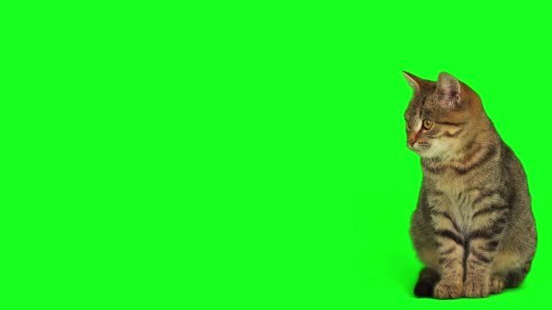 Cica Egy Zöld Háttér Képernyőn — Stock videók